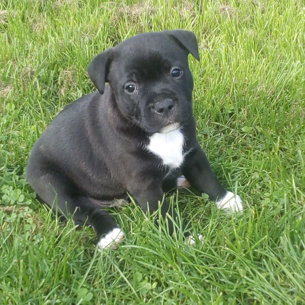 Des Pillards D'atomes - Staffordshire Bull Terrier - Portée née le 20/09/2022