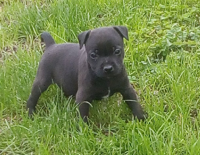 CHIOT 4